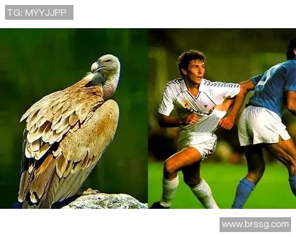 足球明星外号搞笑大全揭秘你不知道的趣味称号和背后的故事